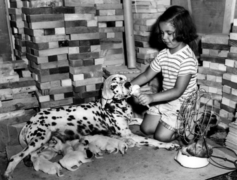 Ladridos desde el más&nbsp;allá